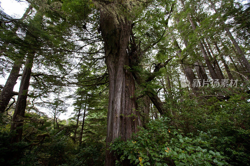 Wild Pacific Trail View